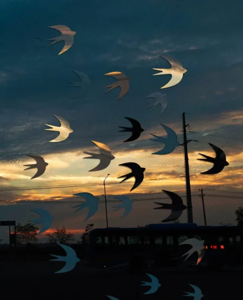 Swift silhouettes punched out of a photograph of a road at dusk.